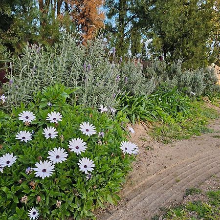 Ferienwohnung Gowrie Agapanthus Singleton Exterior foto